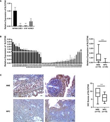Downregulation of SLC27A6 by DNA Hypermethylation Promotes Proliferation but Suppresses Metastasis of Nasopharyngeal Carcinoma Through Modulating Lipid Metabolism